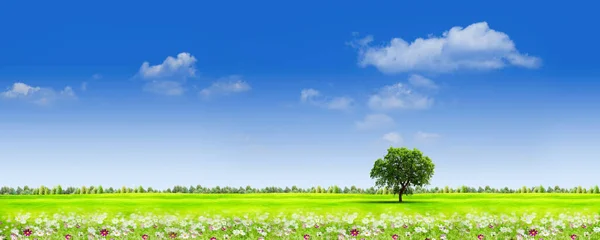 Summer Meadow Blue Skies Environmental Background — стоковое фото