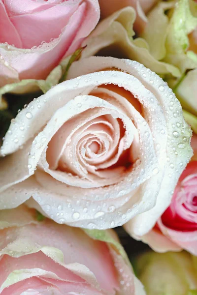 Les Boutons Roses Sont Couverts Rosée Matinale Fond Naturel — Photo