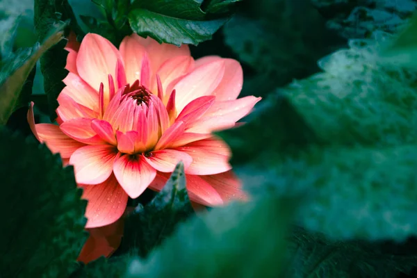 Beau Chrysanthème Dans Jardin Ville Milieux Naturels Abstraits — Photo