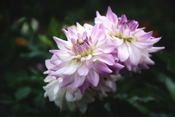 城市花园中美丽的菊花 抽象的自然背景 — 图库照片