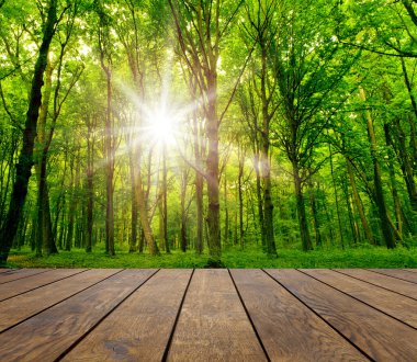 Orman arka planlar üzerinde ahşap dokulu arka planlar