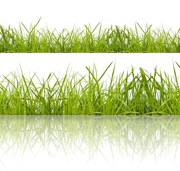 Groen gras — Stockfoto