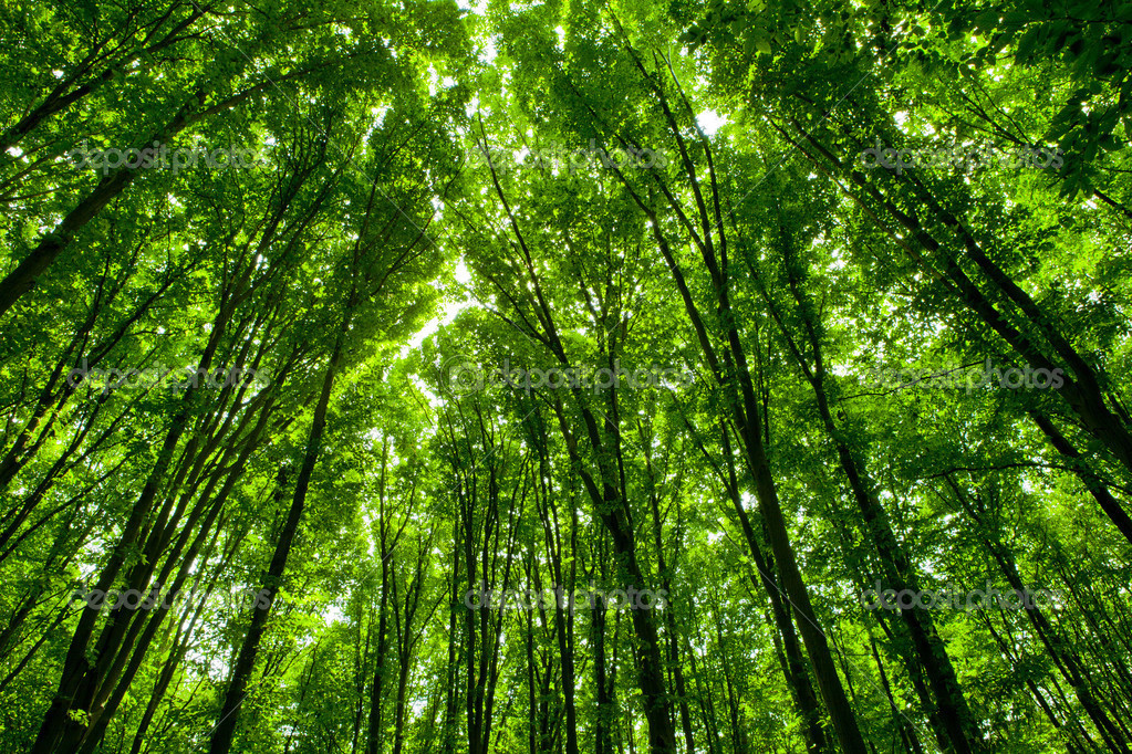 Image Foret Libre De Droit