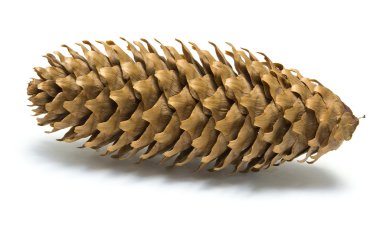 beyaz zemin üzerinde koni