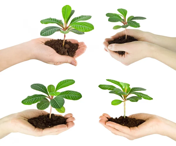 Plants in hands — Stock Photo, Image