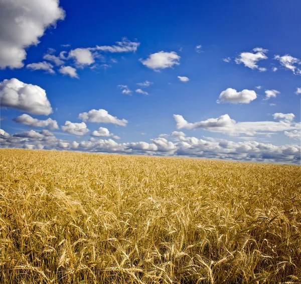Pole žluté pšenice a mraky na obloze — Stock fotografie