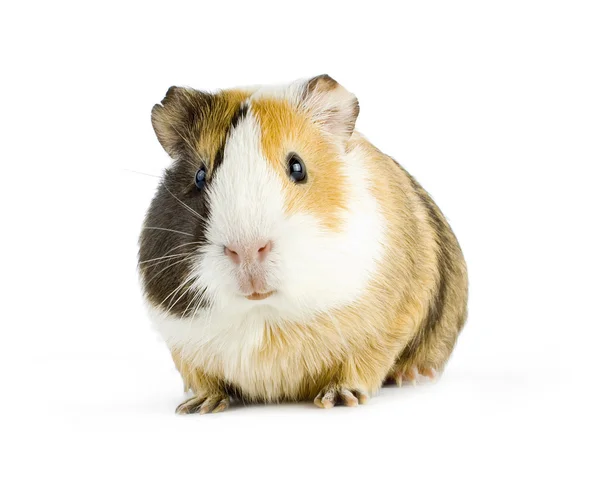 Guinea — Stockfoto