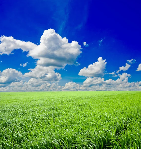 Зеленая трава под голубым небом — стоковое фото