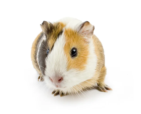 Guinea — Stock Photo, Image