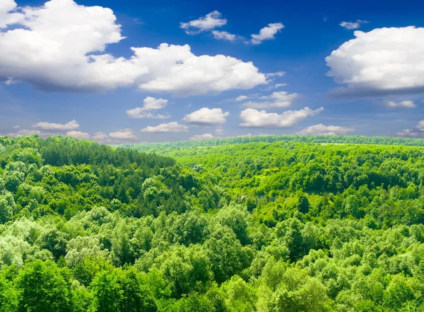 Solljus i träd av grön sommarskog — Stockfoto