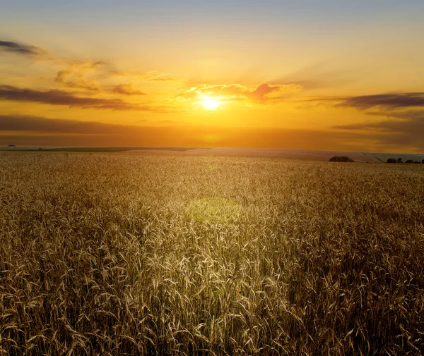 黄色の小麦畑 — ストック写真