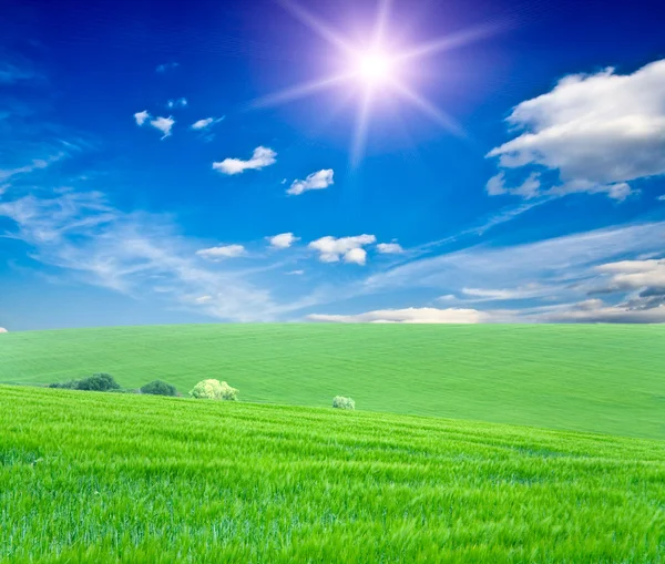 Green grass under blue sky — Stock Photo, Image