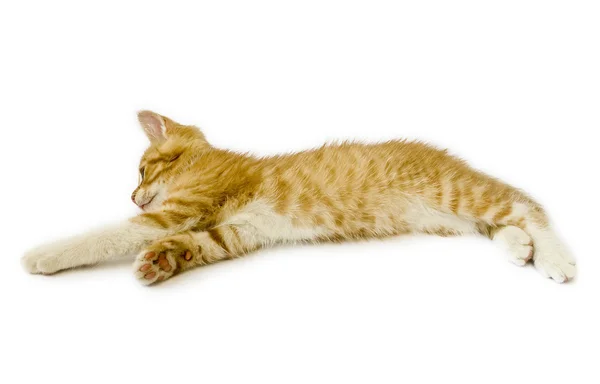 Laying red cat — Stock Photo, Image