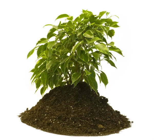 Rostlina roste od země — Stock fotografie