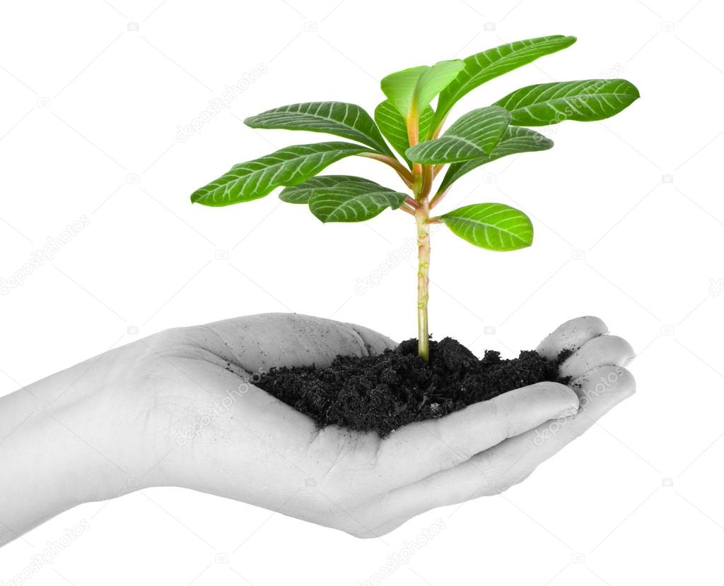 Plant in a hand