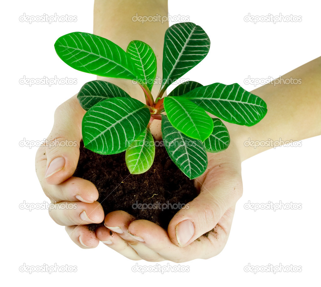 Plant in hands