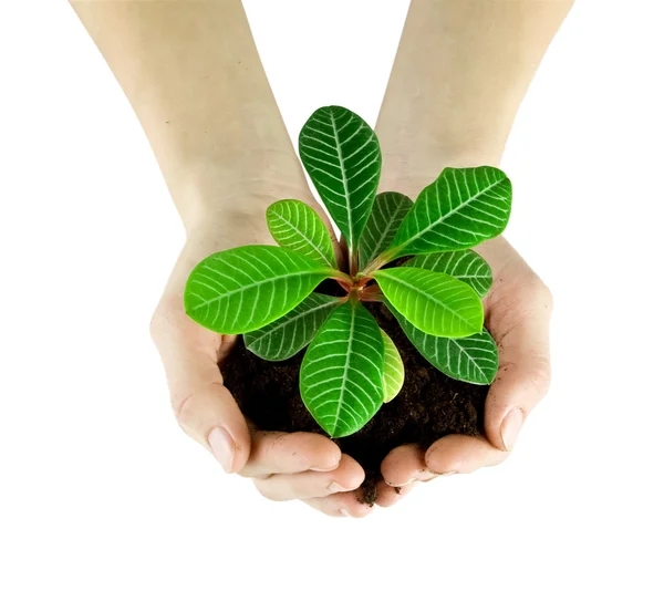 Plant — Stock Photo, Image