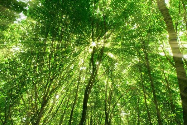 Skog — Stockfoto