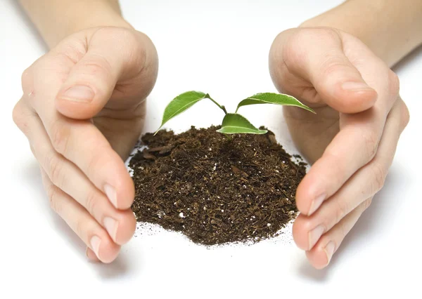 Plant — Stock Photo, Image