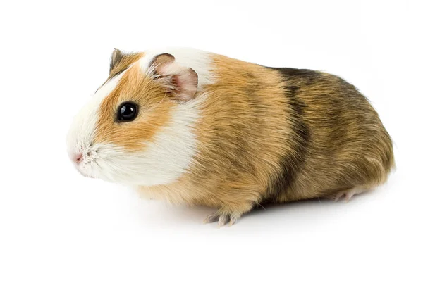 Guinea — Stockfoto