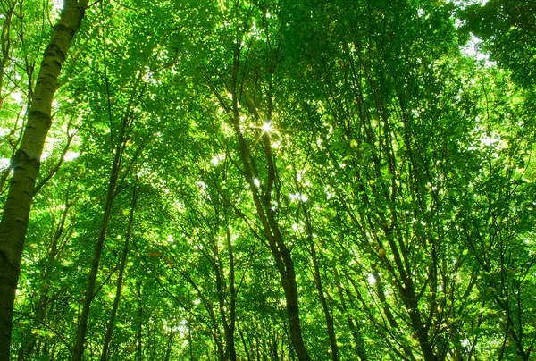 Skog — Stockfoto