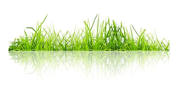 Gras — Stockfoto