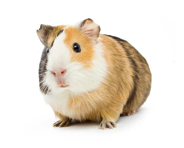 Guinea — Stockfoto