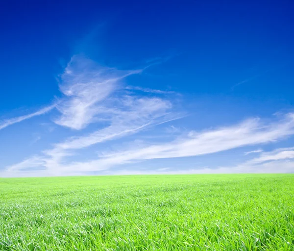 Grass — Stock Photo, Image