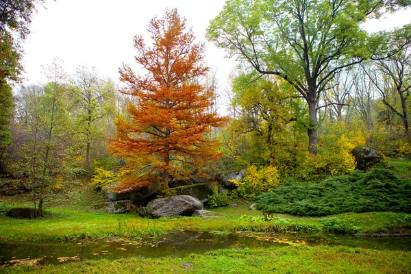 Belle vue sur la forêt du parc et le ruisseau de montagne. bois — Photo