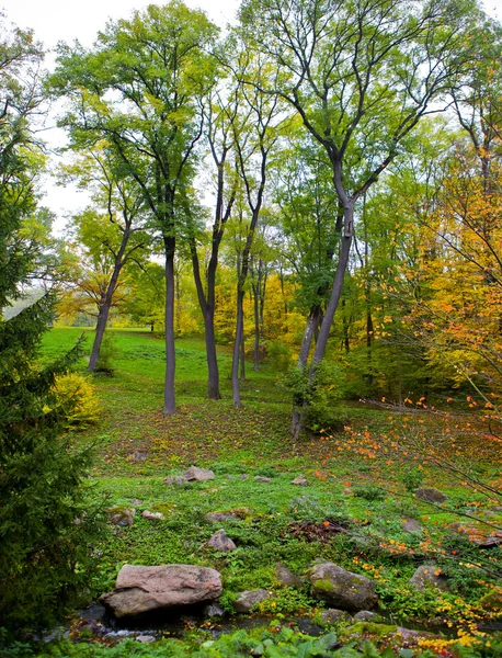 Bella vista sulla foresta parco e ruscello di montagna. legno — Foto Stock