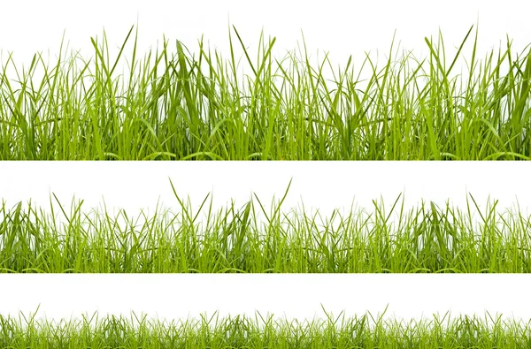 Gras — Stockfoto