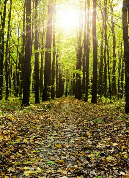 Forêt d'automne — Photo