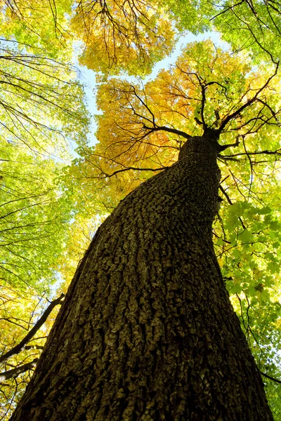 Floresta de outono — Fotografia de Stock