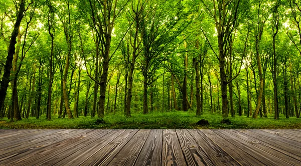 Árboles forestales . — Foto de Stock