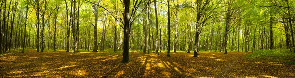 Bosque de otoño Imágenes de stock libres de derechos
