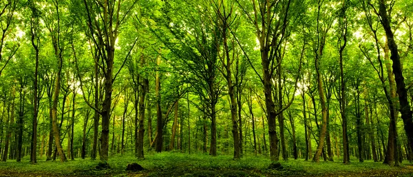 Árboles forestales . Fotos de stock libres de derechos
