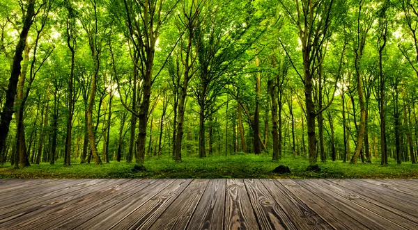 Árboles forestales . Imágenes de stock libres de derechos