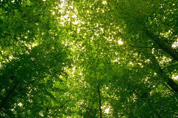 Skog — Stockfoto