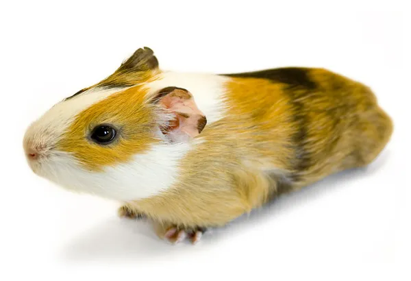 Guinea pig beetje huisdier knaagdier — Stockfoto