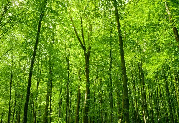Zelený les — Stock fotografie
