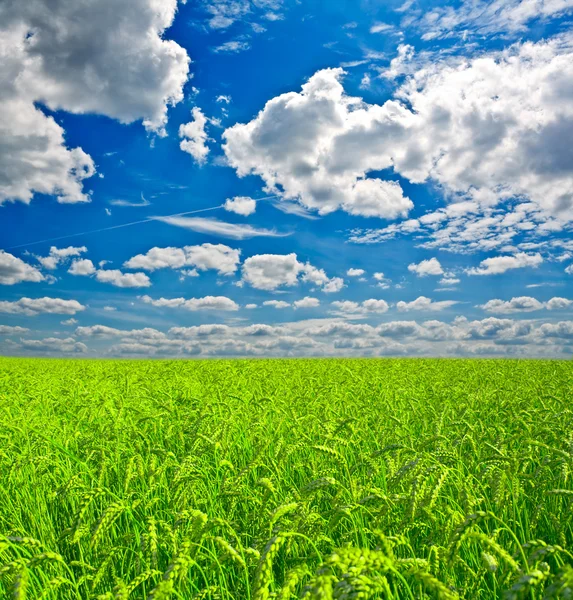 Wheat — Stock Photo, Image