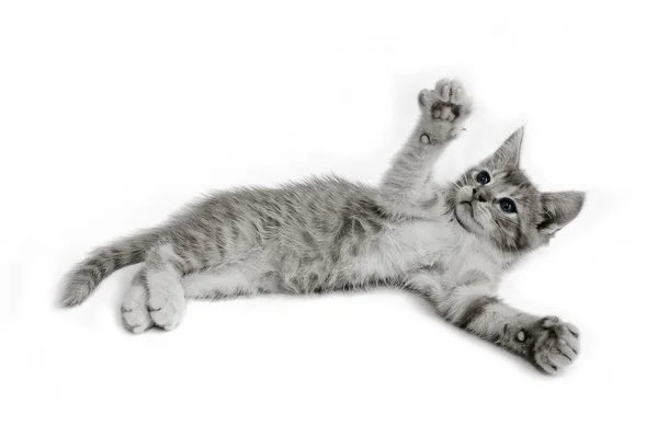 Cat — Stock Photo, Image