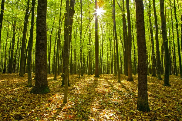 秋天的森林树木 — 图库照片