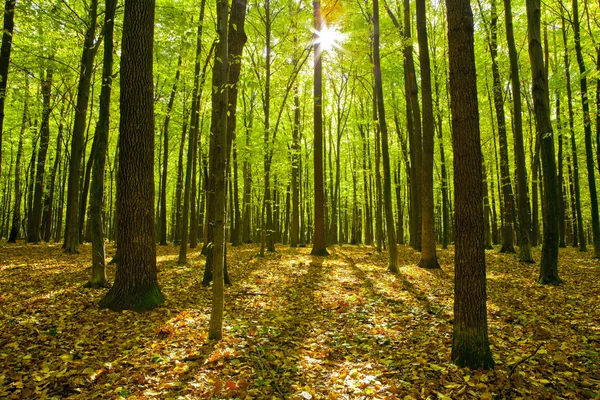 Herfst bos bomen — Stockfoto