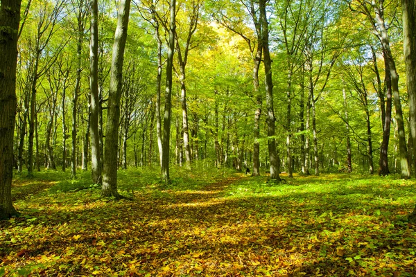 Осенний лес — стоковое фото