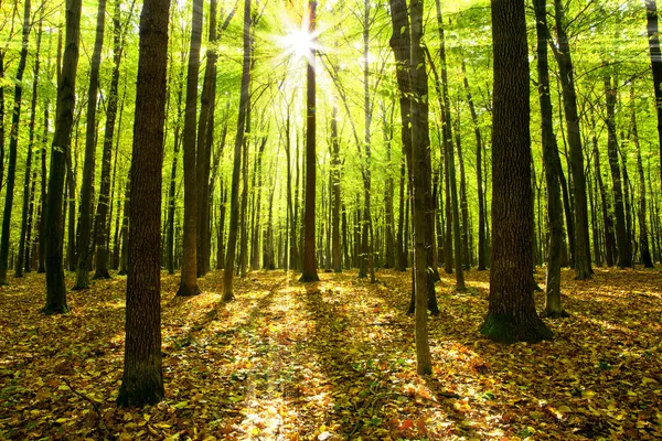 Bosque de otoño Fotos de stock