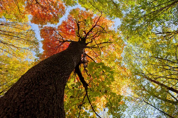 Autumn forest — Stock Photo, Image