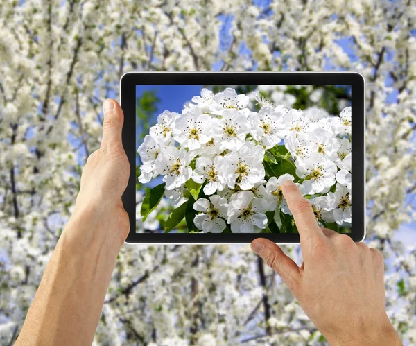 Tablet — Stock Photo, Image