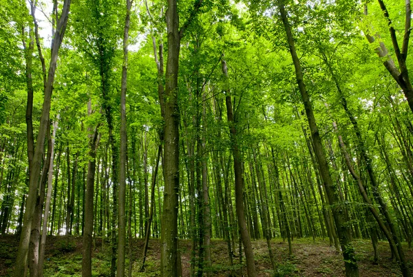 Árboles forestales — Foto de Stock