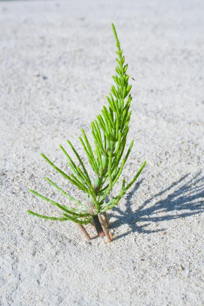 The plant grows from sand — Stock Photo, Image